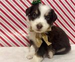 Puppy Espresso Australian Shepherd