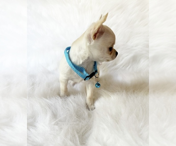 Medium Photo #6 Chihuahua Puppy For Sale in SACRAMENTO, CA, USA