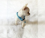 Small #5 Chihuahua