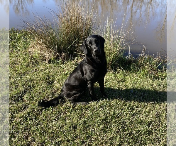 Medium Photo #1 Labrador Retriever Puppy For Sale in HARRISBURG, AR, USA