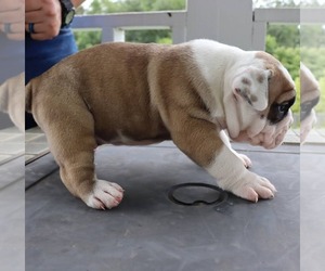 English Bulldog-Olde English Bulldogge Mix Puppy for sale in MOUNT AIRY, NC, USA