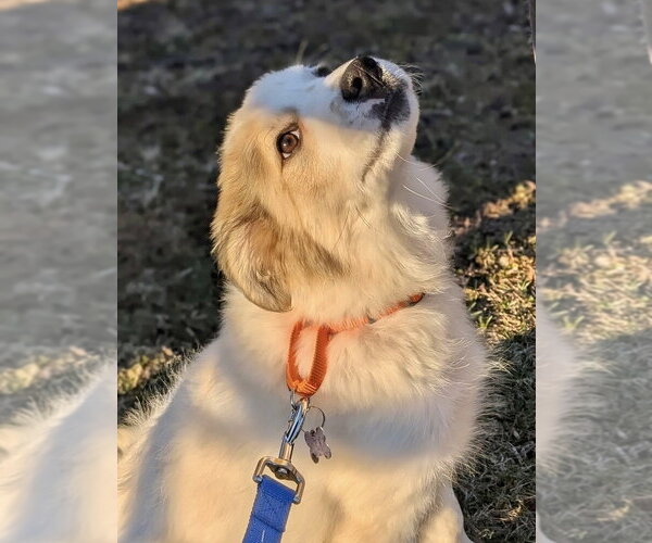 Medium Photo #2 Great Pyrenees-Unknown Mix Puppy For Sale in Oak Bluffs, MA, USA