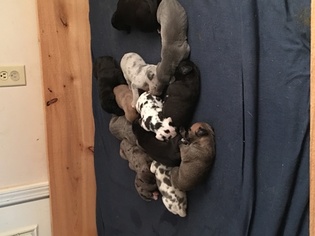 Great Dane Puppy for sale in NORTH, SC, USA