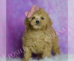 Small #2 Poodle (Toy)