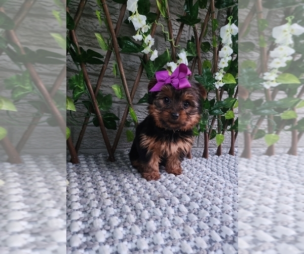Medium Photo #4 Yorkshire Terrier Puppy For Sale in INDIANAPOLIS, IN, USA