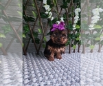 Small #3 Yorkshire Terrier