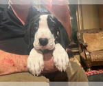 Puppy Clarice Great Dane