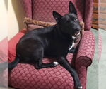 Small #1 Mutt