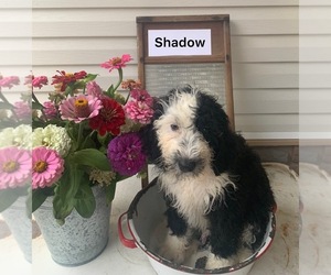 Bernedoodle (Miniature) Puppy for sale in FREDERICKSBURG, OH, USA