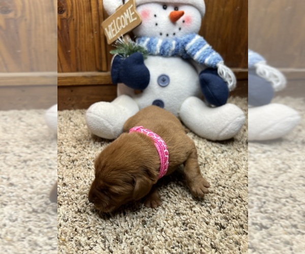 Medium Photo #20 Labrador Retriever Puppy For Sale in NEOLA, WV, USA