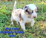 Puppy Blue Collar Border Collie