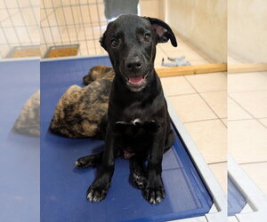 Labrador Retriever Dogs for adoption in Green Forest, AR, USA