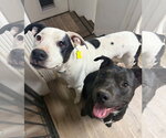 Small #3 American Pit Bull Terrier Mix