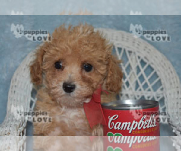Medium Photo #5 Poodle (Toy) Puppy For Sale in SANGER, TX, USA