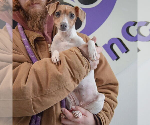 Medium Photo #4 Italian Greyhound-Unknown Mix Puppy For Sale in Huntley, IL, USA