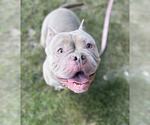 Small #2 American Pit Bull Terrier Mix