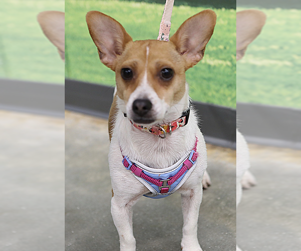 Medium Photo #3 Jack Chi Puppy For Sale in Decatur, GA, USA