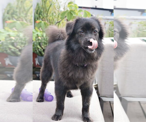 Medium Photo #17 Mutt Puppy For Sale in Philadelphia, PA, USA