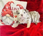 Small Photo #1 Bulldog Puppy For Sale in CINCINNATI, OH, USA