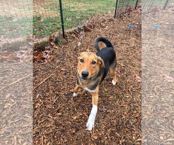 Medium Photo #1 German Shepherd Dog-Unknown Mix Puppy For Sale in Rustburg, VA, USA