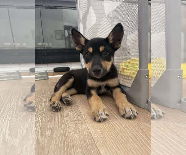 Medium Photo #1 Siberian Husky-Unknown Mix Puppy For Sale in MIDWAY, UT, USA