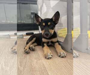 Siberian Husky-Unknown Mix Dogs for adoption in MIDWAY, UT, USA