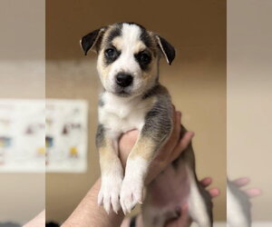 Siberian Husky-Unknown Mix Dogs for adoption in Matawan, NJ, USA