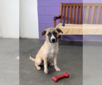 Small Anatolian Shepherd Mix