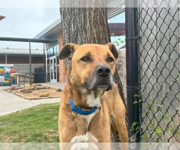 Medium Photo #1 Black Mouth Cur-Unknown Mix Puppy For Sale in Waco, TX, USA