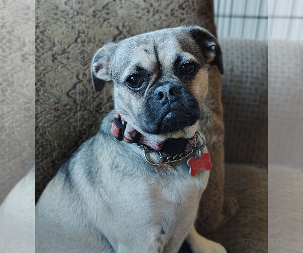 Medium Photo #7 Pug-Unknown Mix Puppy For Sale in San Diego, CA, USA