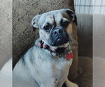 Small Photo #7 Pug-Unknown Mix Puppy For Sale in San Diego, CA, USA