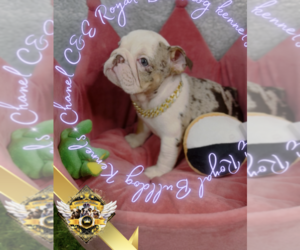 English Bulldog Puppy for sale in ATHENS, GA, USA