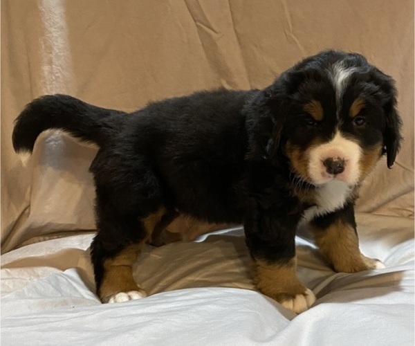 Medium Photo #6 Bernese Mountain Dog Puppy For Sale in GREEN FOREST, AR, USA