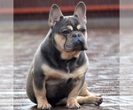 Small Photo #1 French Bulldog Puppy For Sale in DOUGLAS, GA, USA