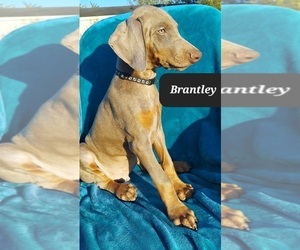 Doberman Pinscher Puppy for sale in POMEROY, OH, USA
