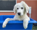 Small #4 Great Pyrenees Mix