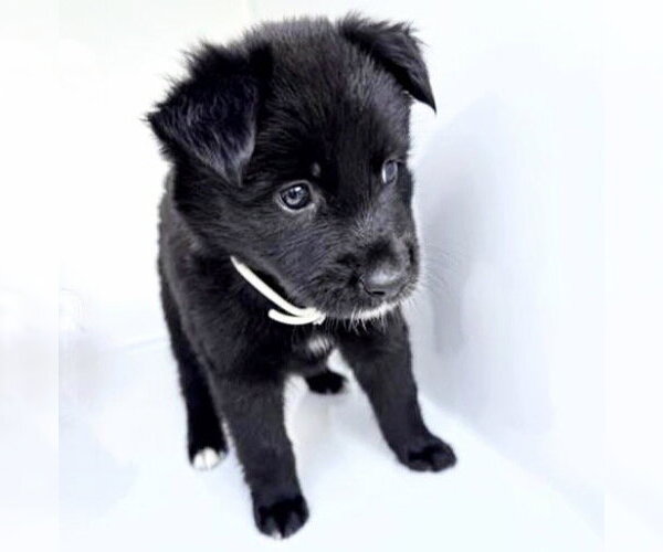 Medium Photo #1 German Shepherd Dog-Unknown Mix Puppy For Sale in Houston, TX, USA