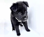 Small German Shepherd Dog Mix