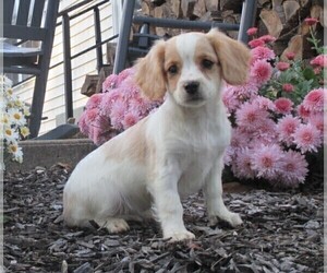 Cavachon Puppy for sale in HONEY BROOK, PA, USA