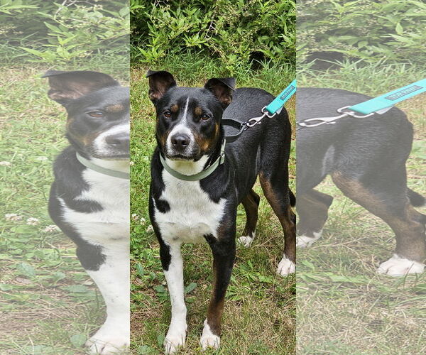 Medium Photo #2 American Pit Bull Terrier-Unknown Mix Puppy For Sale in Ocoee, FL, USA