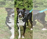 Small #1 American Pit Bull Terrier Mix