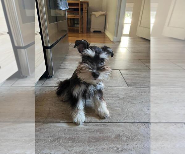 Medium Photo #1 Schnauzer (Miniature) Puppy For Sale in TAMPA, FL, USA
