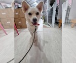 Small #1 Shiba Inu Mix