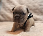 Puppy Puppy 7 French Bulldog