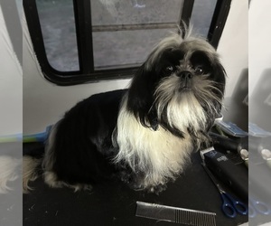 Shih Tzu Puppy for sale in BRIDGETON, NJ, USA