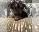 Small Photo #4 Yorkshire Terrier Puppy For Sale in RICHMOND, IL, USA