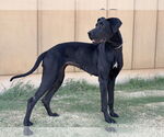 Small #4 Great Dane
