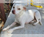 Small #1 Chihuahua Mix