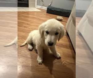 English Cream Golden Retriever Puppy for sale in SOUTHPORT, IN, USA
