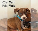 Small Boxer Mix